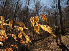 Fire Paper, taken on the Scout Ridge Trail in Morgan-Monroe State Forest.