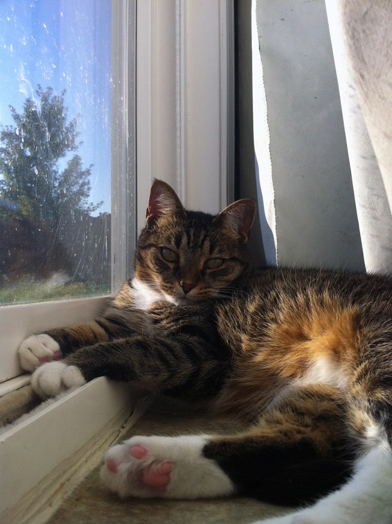The south-facing slider glass door is where we usually find Sophie.