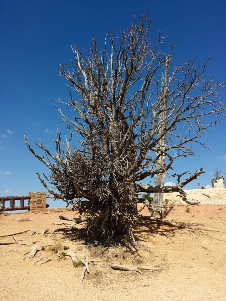1600 year old bristlecone pine at cliff on Bristlecone Loop Trail, Bryce Canyon