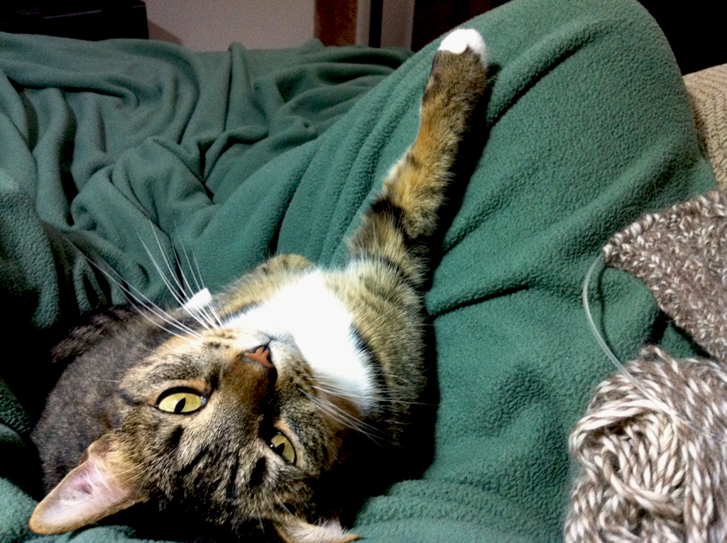 Sophie drapes herself over my lap, insisting that I stop knitting, 2012-02-24.